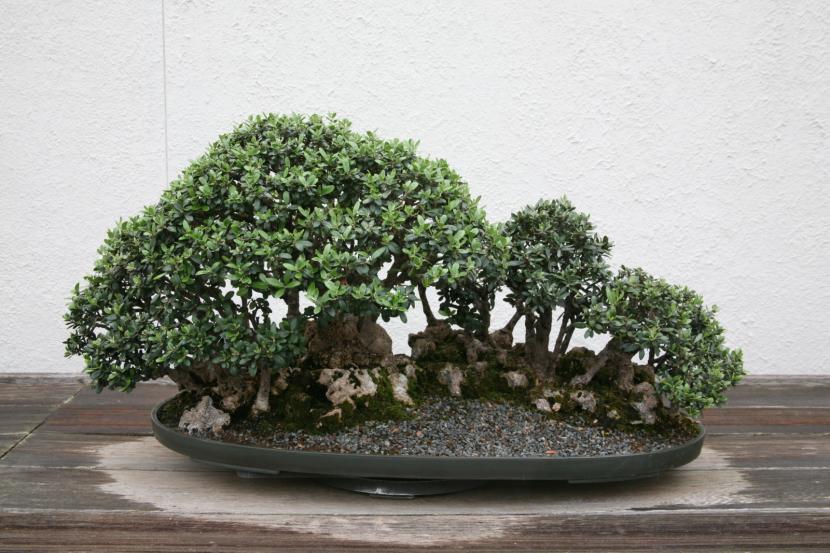 Olea europaea