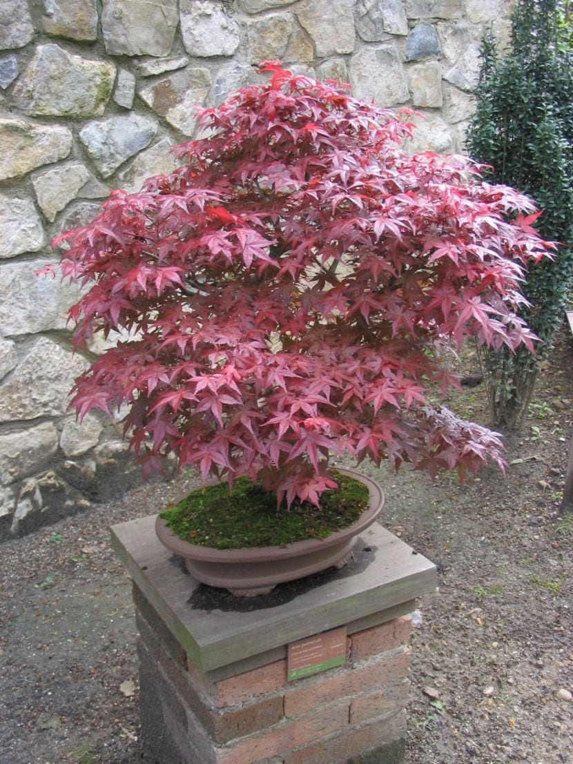 Acer palmatum