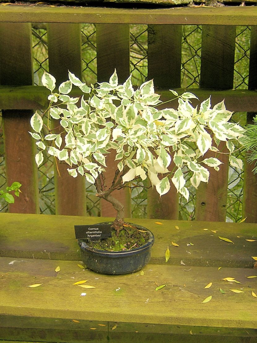 Cornus