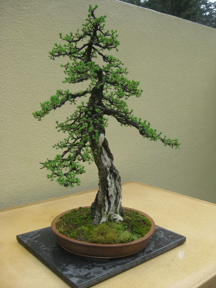 Larix