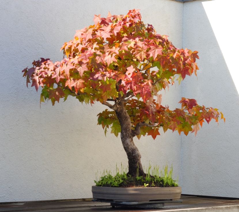 Liquidambar
