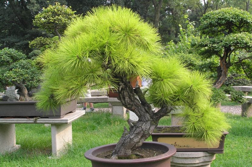 Pinus