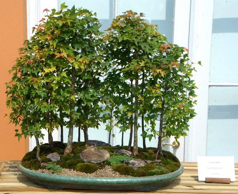 Bonsai