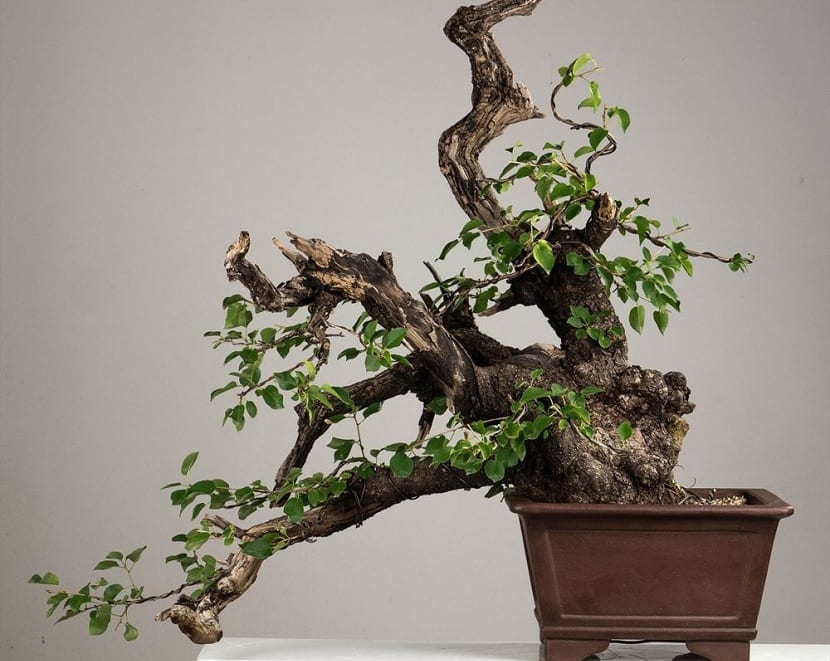 bonsái del Prunus mahaleb