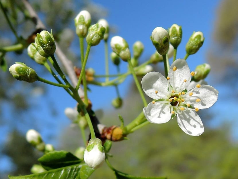 flores de Prunus mahaleb