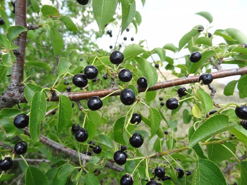 frutos del Prunus mahaleb