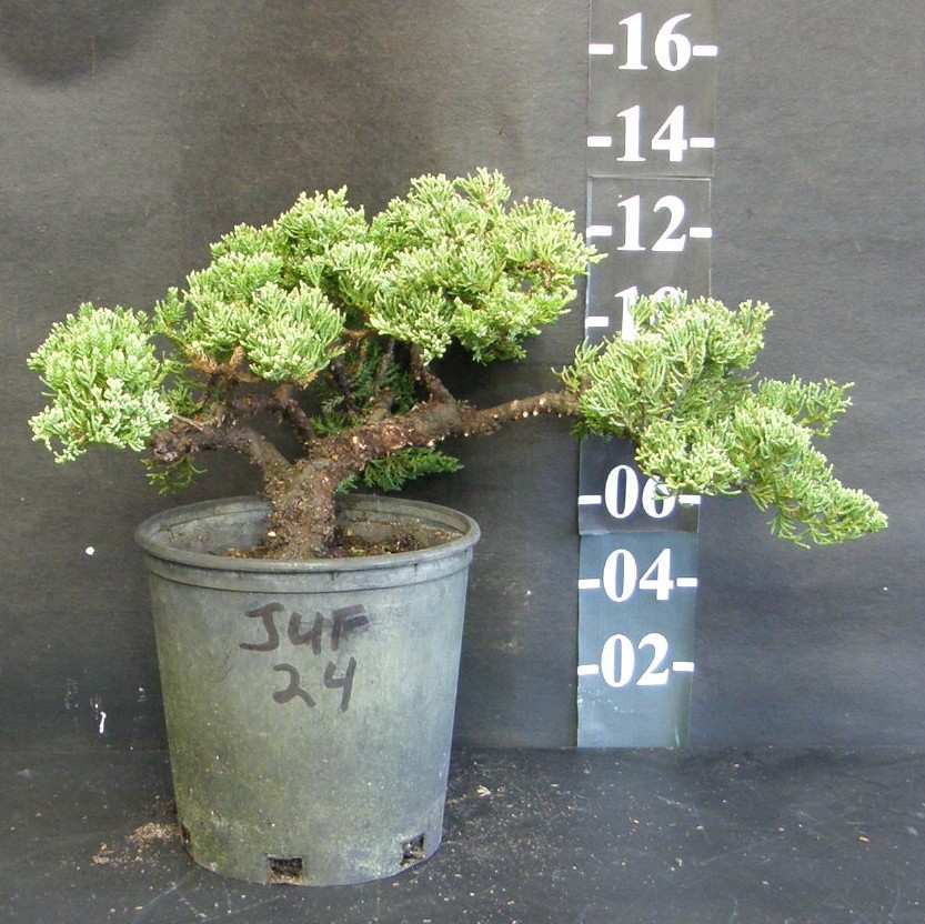 Qué es un prebonsái y cómo se trabaja paso a paso