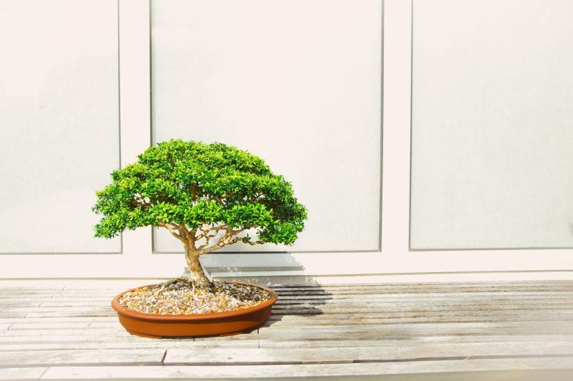 Los bonsáis son plantas muy trabajadas