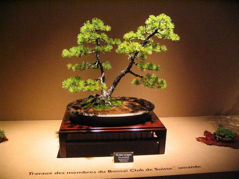 Vista de un bonsái a doble tronco
