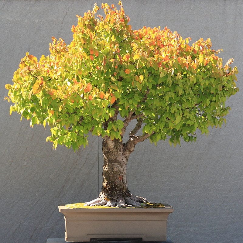 Vista de un bonsái en escobra