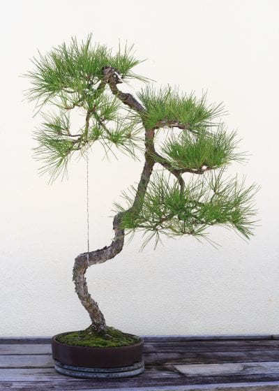 Vista de un bonsái con estilo litewrati