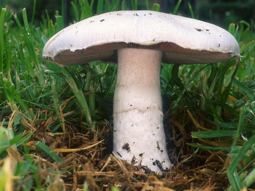 Agaricus campestris: identificar el champiñón silvestre