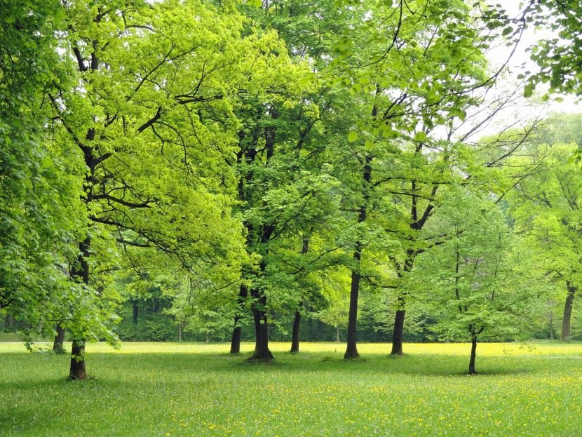 Árboles en un parque de Alemania