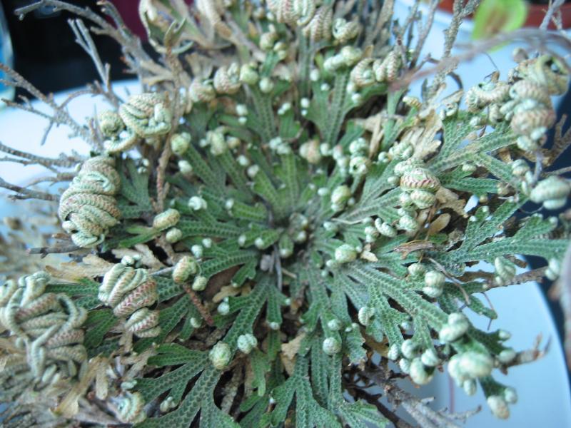 Vista de la Selaginella lepidophylla