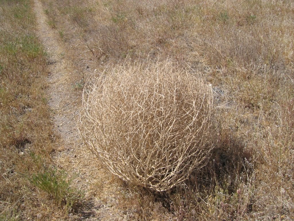 La bola del desierto es un tipo de planta