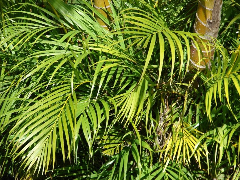 Hojas de Dypsis lutescens
