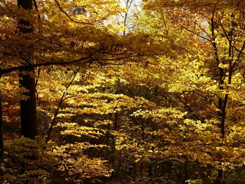Fagus sylvatica (Hayas) en otoño.