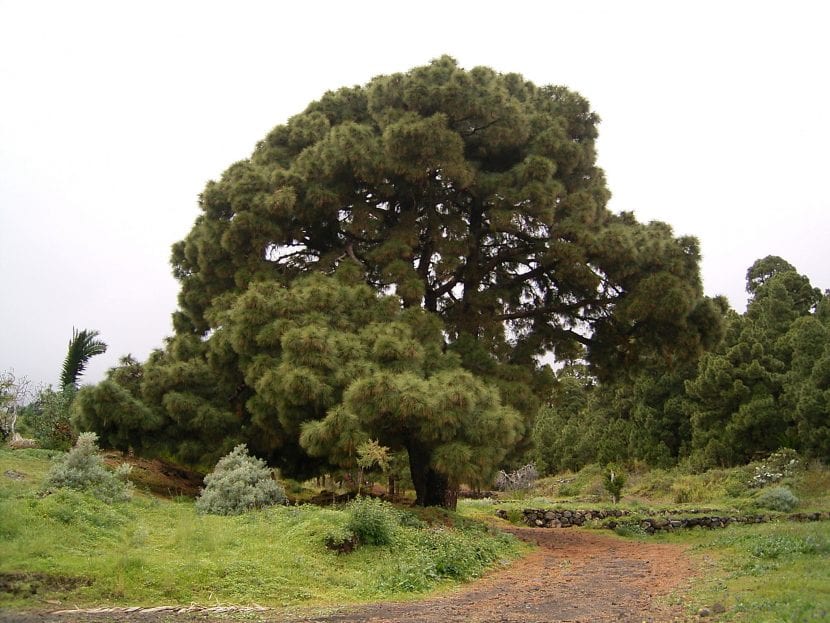Ejemplar adulto de pino canario