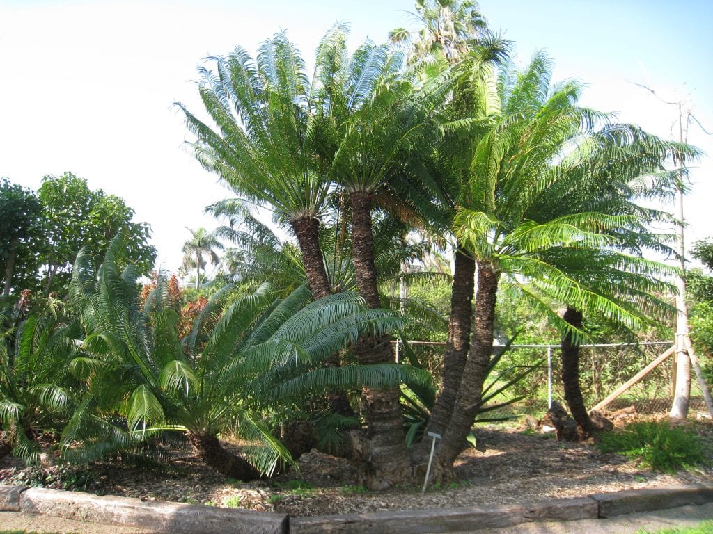 La Cycas circinalis es una planta muy bella