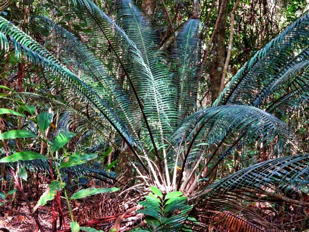 Las cicas son plantas de lento crecimiento