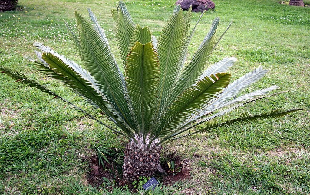 El Dioon edule es un arbusto