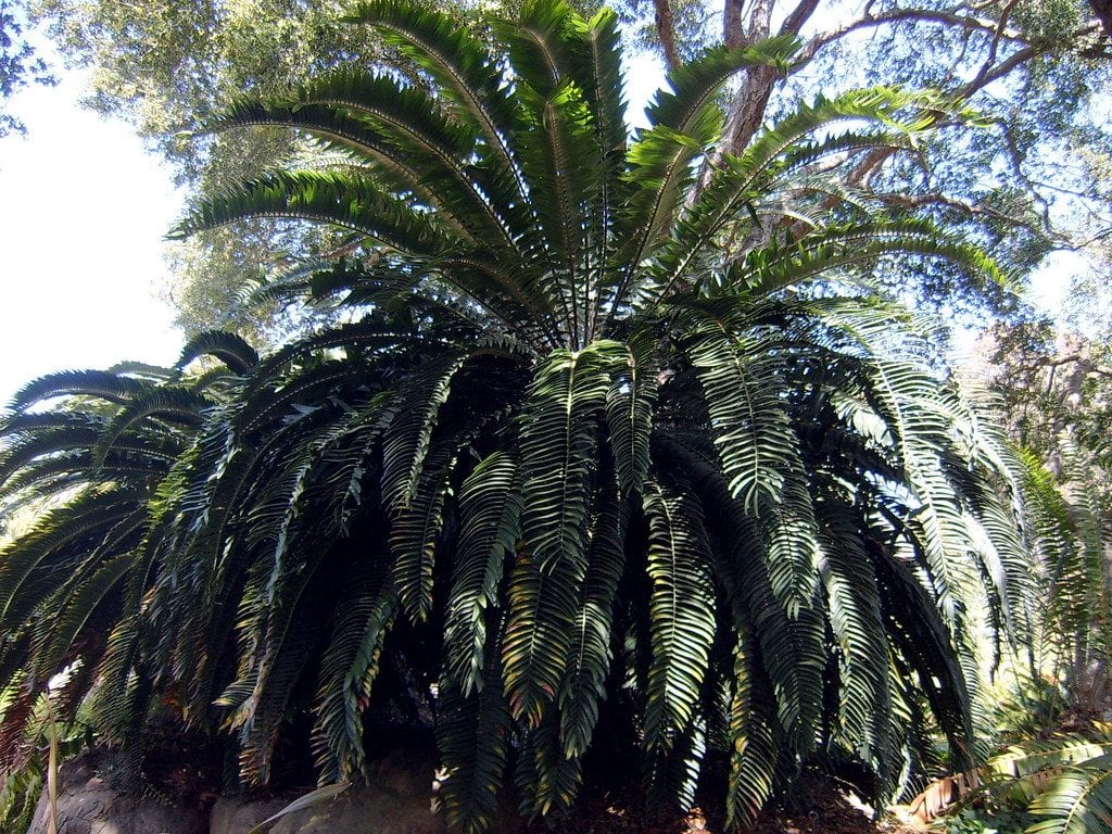 El Encephalartos woodii es una cícada