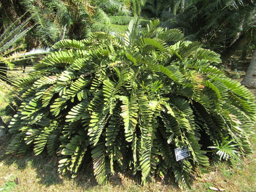 Vista de la Zamia furfuracea