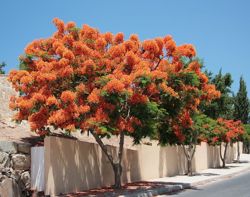 Delonix regia