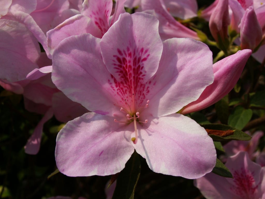 Azalea