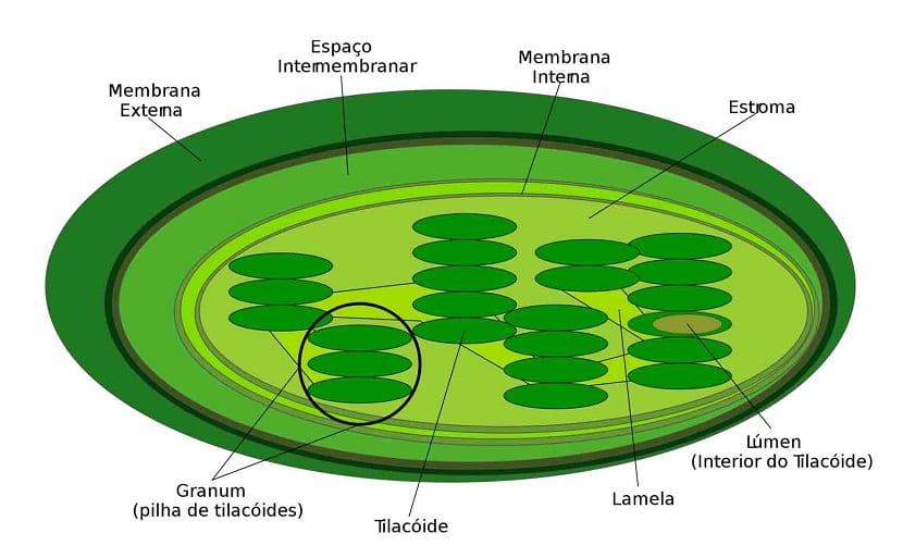 Célula vegetal