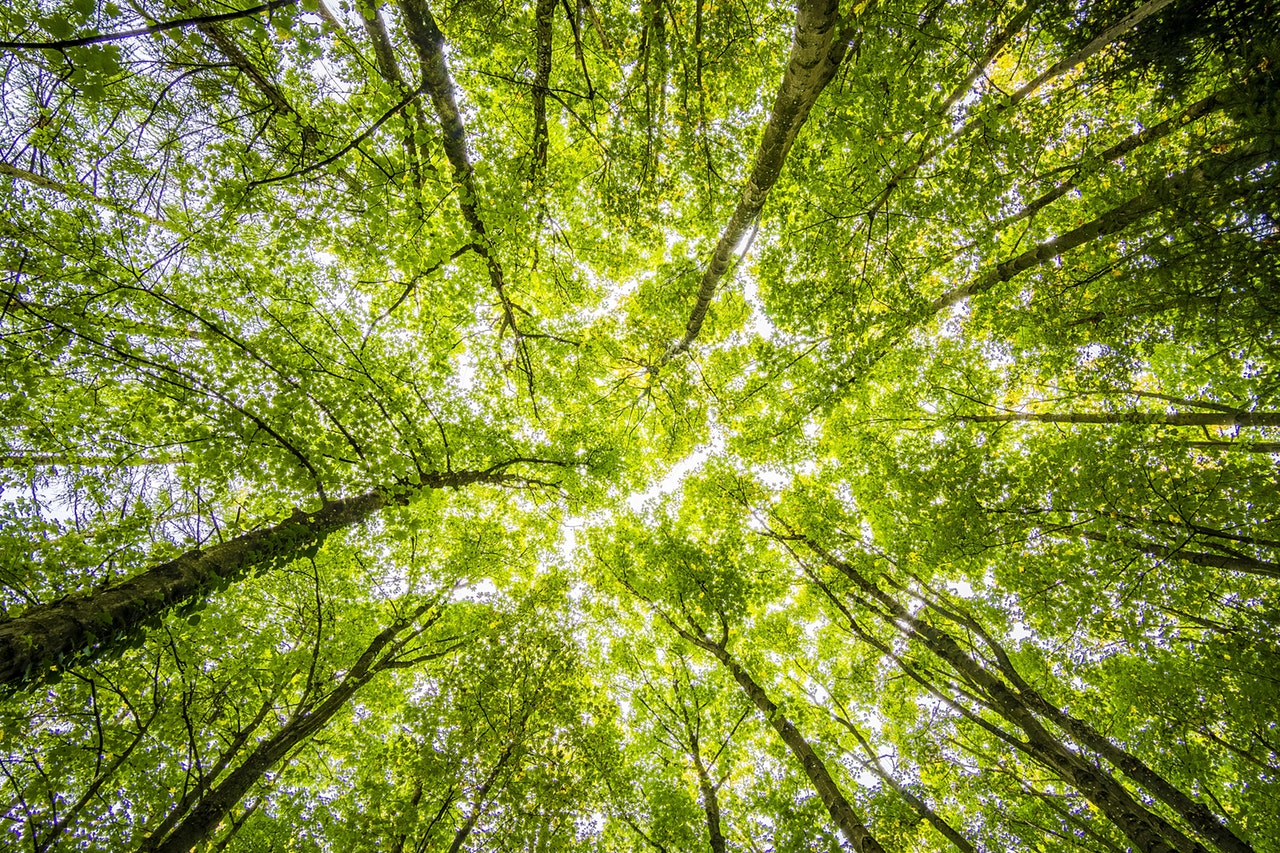 Con la fotosíntesis, los árboles expulsan oxígeno