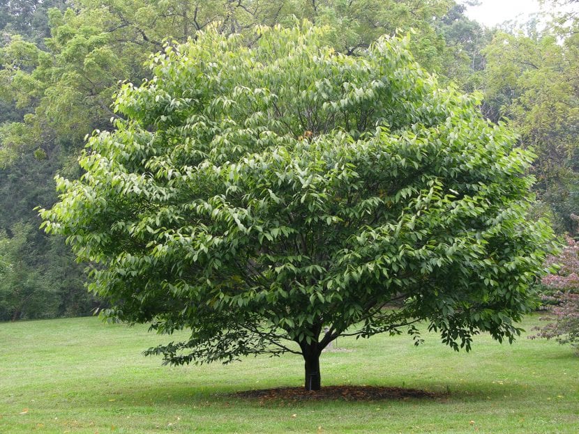 Árbol de Acer carpinifolium