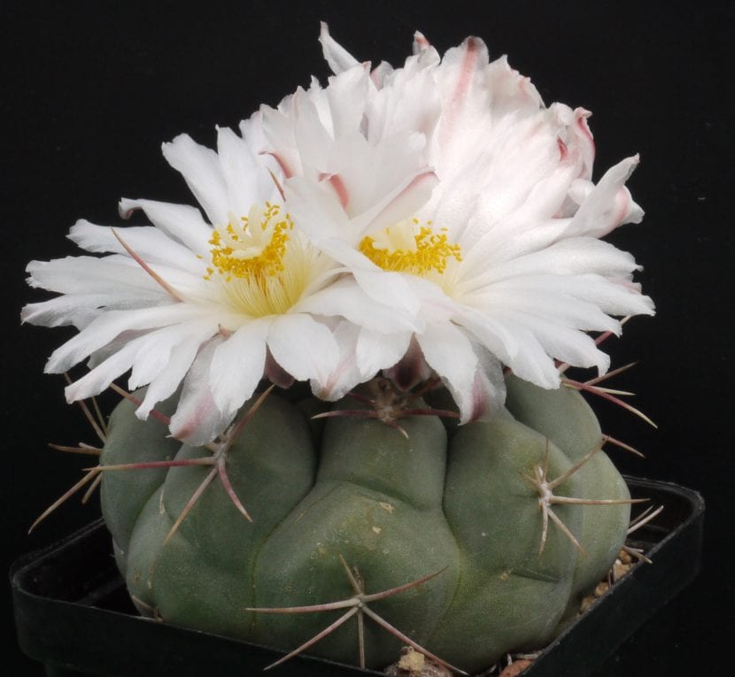 Ejemplar de Thelocactus hexaedrophorus