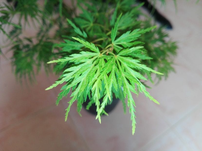 Hojas de Acer palmatum 'Seyriu'