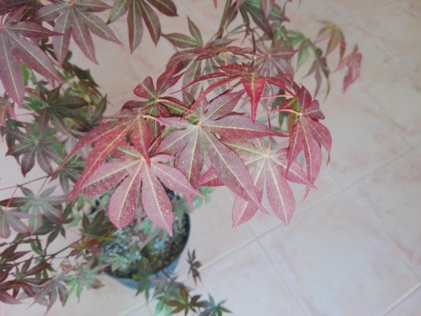 Hojas de Acer palmatum 'Atropurpureum'