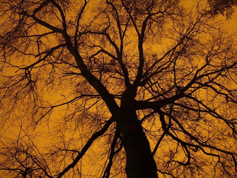 Árbol sin hojas