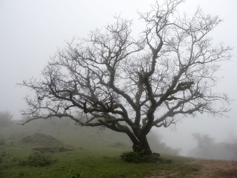 Viejo árbol caduco sin hojas en invierno