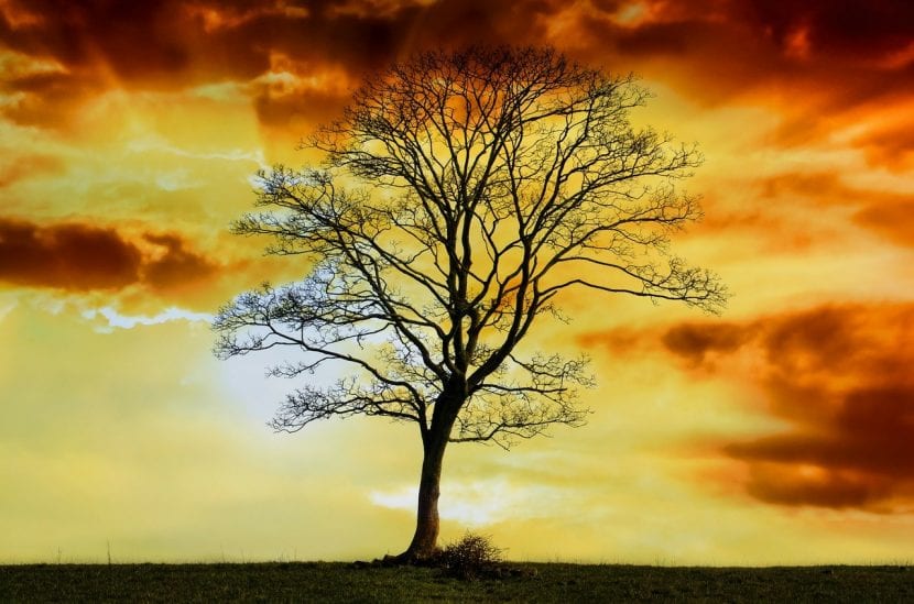 Árbol caduco sin hojas