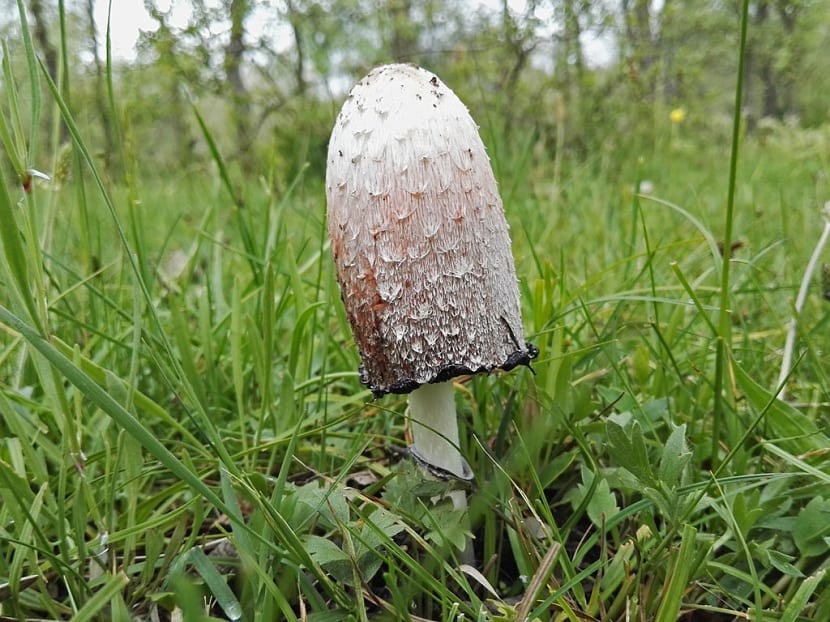 Coprinus comatus