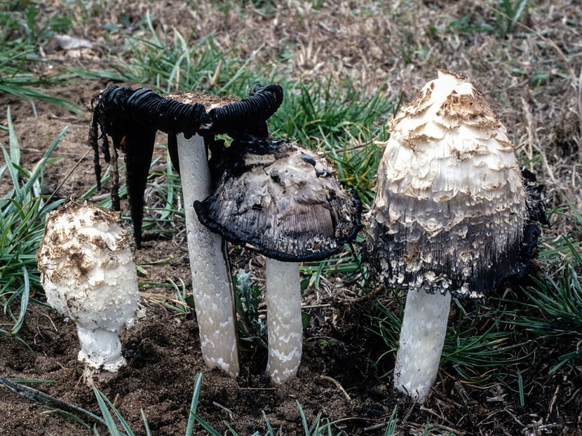 Degradacion del chipiron de monte