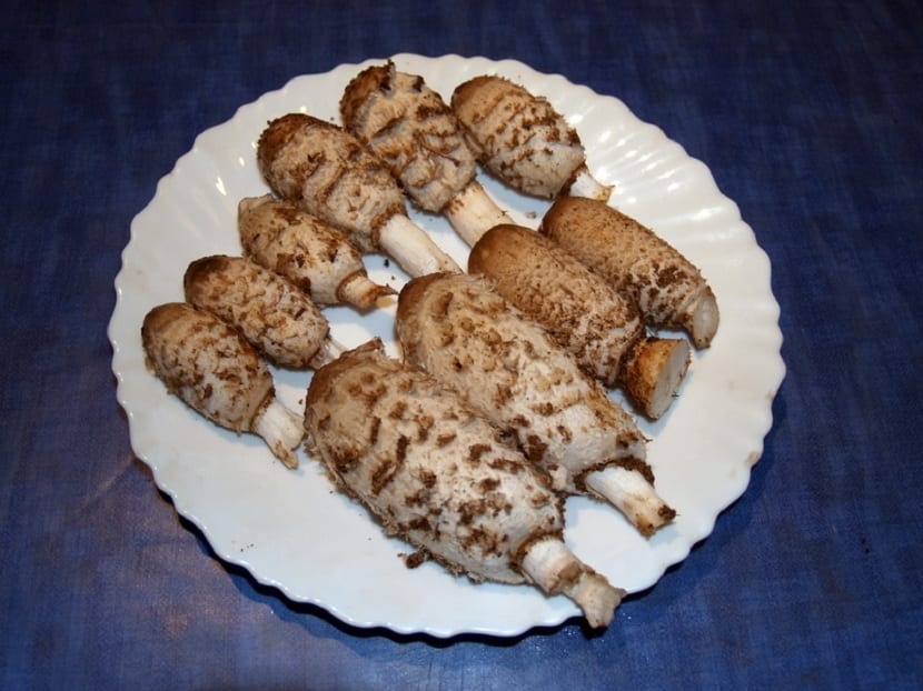 Gastronomia del chipiron de monte