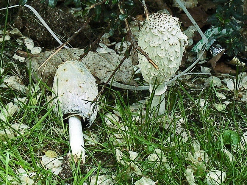 Seta coprinus comatus