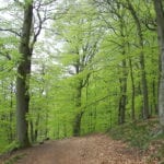 Fagus sylvatica
