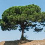 Pinus pinea, el pino piñonero