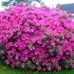 Azalea