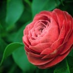 Flor de la camelia, un arbusto espectacular