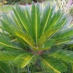 Cycas revoluta, una planta fósil que puedes tener en tu jardín con suelo salino
