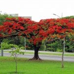 Árbol de Delonix regia