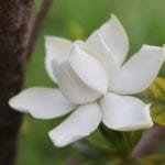 Gardenia