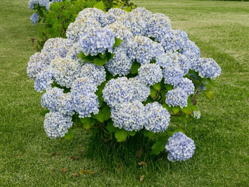Hortensia en flor, arbusto de tallos múltiples que brotan desde la base
